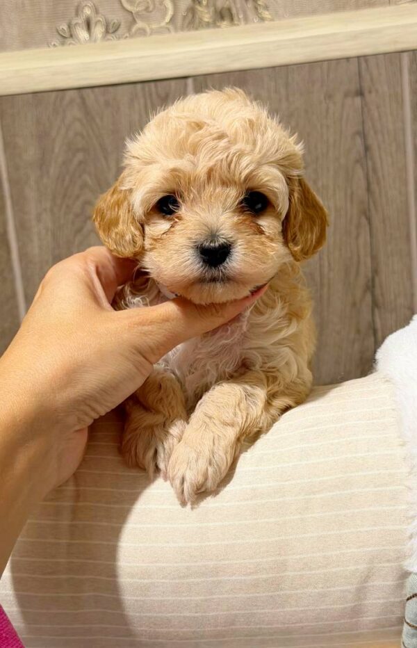 Dakota Maltipoo Dakota Maltipoo