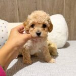Dakota-female-Maltipoo-puppy-for-sale- (5)