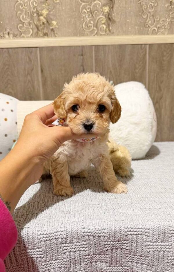 Dakota Maltipoo Dakota Maltipoo