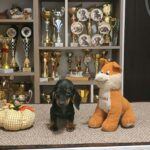 Dalma-female-Miniature-Dachshund-puppy-for-sale-1 (1)