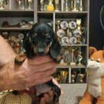 Dalma-female-Miniature-Dachshund-puppy-for-sale-1 (2)
