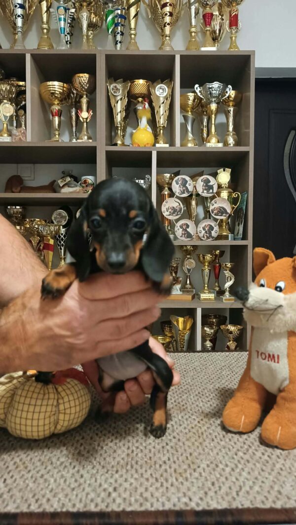 Dalma Miniature Dachshund Dalma Miniature Dachshund