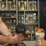 Dalma-female-Miniature-Dachshund-puppy-for-sale-1 (3)