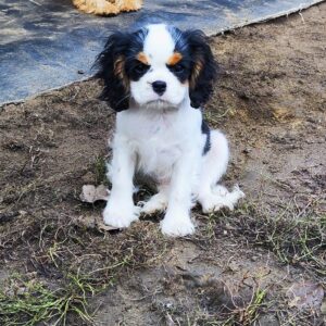 Dante Cavalier King Charles Spaniel Dante Cavalier King Charles Spaniel