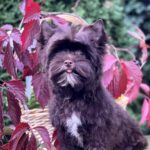 Dantes-male-Yorkshire-Terrier-puppy-for-sale- (1)