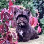 Dantes-male-Yorkshire-Terrier-puppy-for-sale- (2)