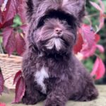 Dantes-male-Yorkshire-Terrier-puppy-for-sale- (3)