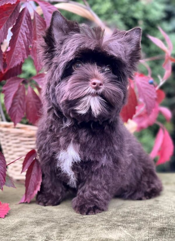 Dantes Yorkshire Terrier Dantes Yorkshire Terrier