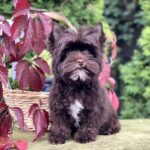 Dantes-male-Yorkshire-Terrier-puppy-for-sale- (4)