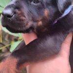 Darius-male-dobermann-puppy-for-sale- (2)