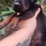 Darius-male-dobermann-puppy-for-sale- (3)
