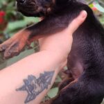 Darius-male-dobermann-puppy-for-sale- (4)