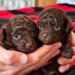 Dark-Choco-Litter-Toy-Poodle-puppy-for-sale- (1)