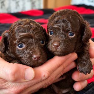 Dark Chocolate Girls Toy Poodle Dark Chocolate Girls Toy Poodle