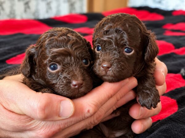 Dark Chocolate Girls Toy Poodle Dark Chocolate Girls Toy Poodle