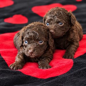 Dark Chocolate Girls Toy Poodle Dark Chocolate Girls Toy Poodle