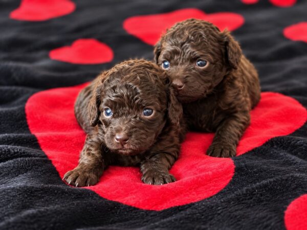 Dark Chocolate Girls Toy Poodle Dark Chocolate Girls Toy Poodle