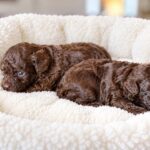 Dark-Choco-Litter-Toy-Poodle-puppy-for-sale- (3)