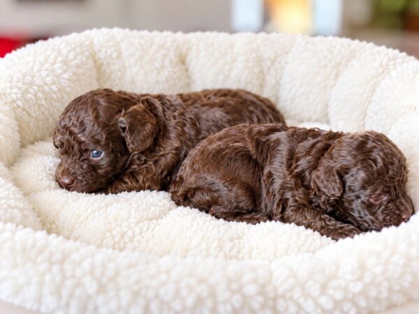 Dark Chocolate Girls Toy Poodle Dark Chocolate Girls Toy Poodle