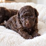 Dark-Choco-Litter-Toy-Poodle-puppy-for-sale- (4)