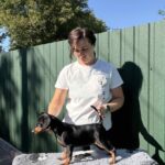 Daytona-female-Miniature-Pinscher-puppy-for-sale-1 (1)