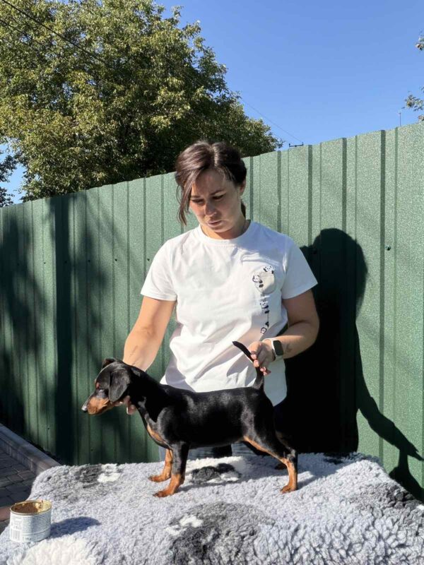 Daytona Miniature Pinscher Daytona Miniature Pinscher
