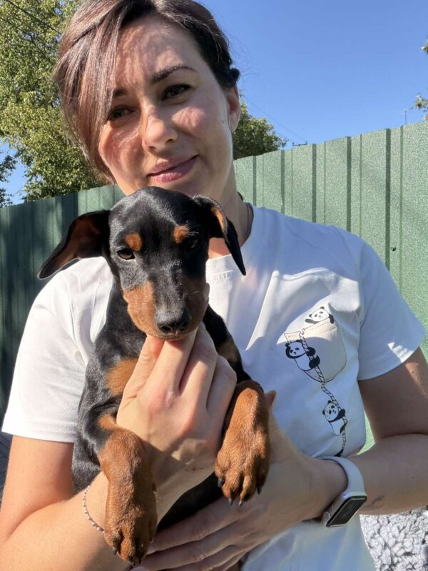 Daytona Miniature Pinscher Daytona Miniature Pinscher