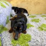 Daytona-female-Miniature-Pinscher-puppy-for-sale-1 (3)