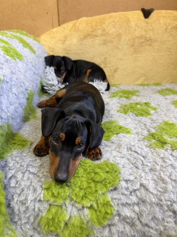 Daytona Miniature Pinscher Daytona Miniature Pinscher