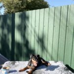Daytona-female-Miniature-Pinscher-puppy-for-sale-1 (5)