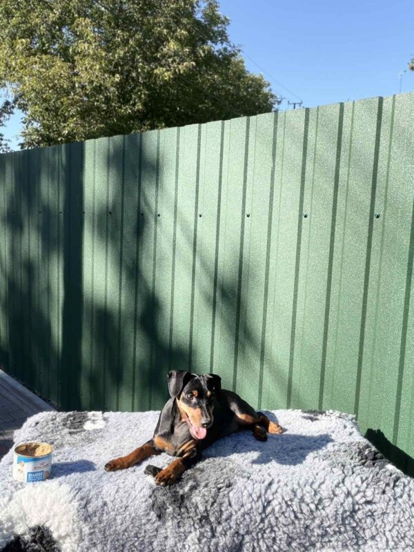 Daytona Miniature Pinscher Daytona Miniature Pinscher
