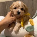 Delphine-male-Maltipoo-puppy-for-sale- (1)