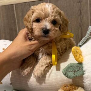 Delphin Maltipoo Delphin Maltipoo