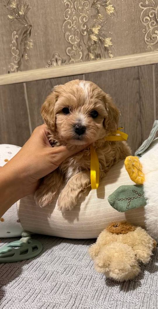 Delphin Maltipoo Delphin Maltipoo