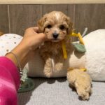 Delphine-male-Maltipoo-puppy-for-sale- (2)