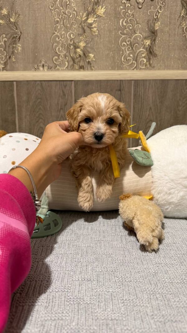 Delphin Maltipoo Delphin Maltipoo