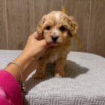 Delphine-male-Maltipoo-puppy-for-sale- (3)