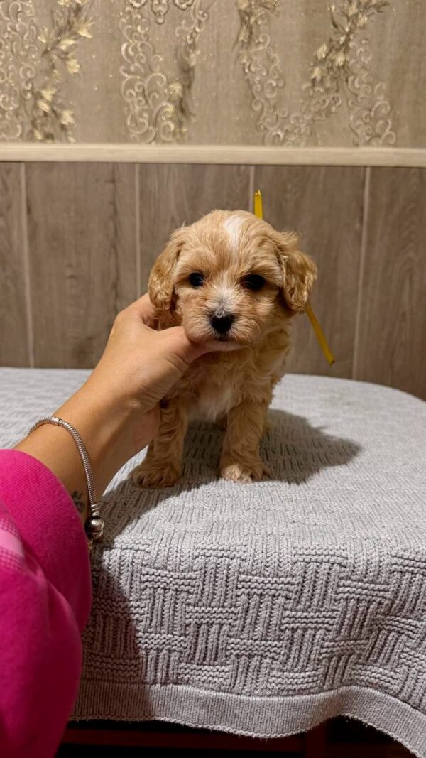 Delphin Maltipoo Delphin Maltipoo