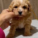 Delphine-male-Maltipoo-puppy-for-sale- (4)