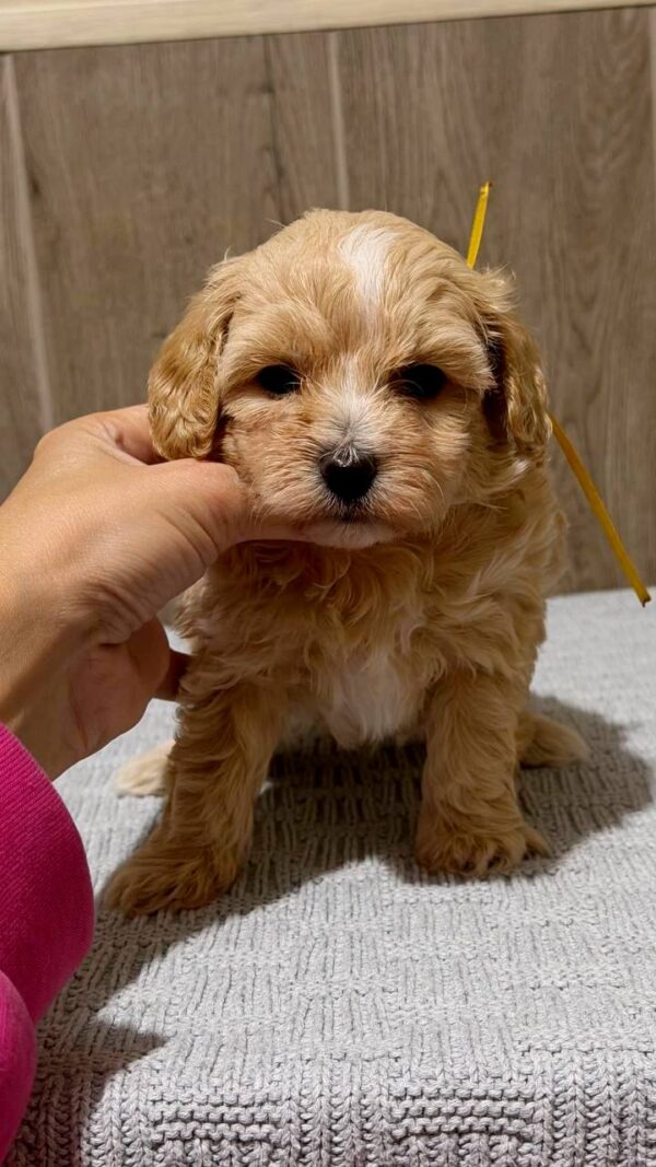 Delphin Maltipoo Delphin Maltipoo