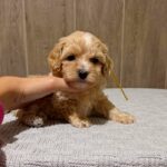 Delphine-male-Maltipoo-puppy-for-sale- (5)