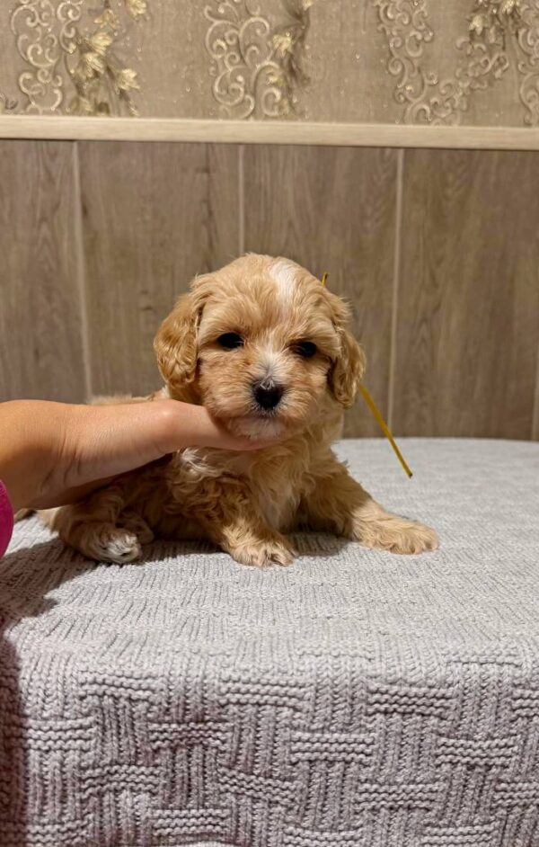 Delphin Maltipoo Delphin Maltipoo