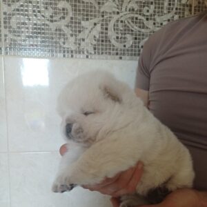 Dickey Chow-Chow Dickey Chow-Chow
