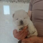 Dickey-male-chow-chow-puppy-for-sale-1 (2)