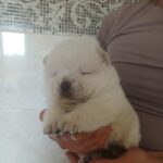 Dickey-male-chow-chow-puppy-for-sale-1 (3)