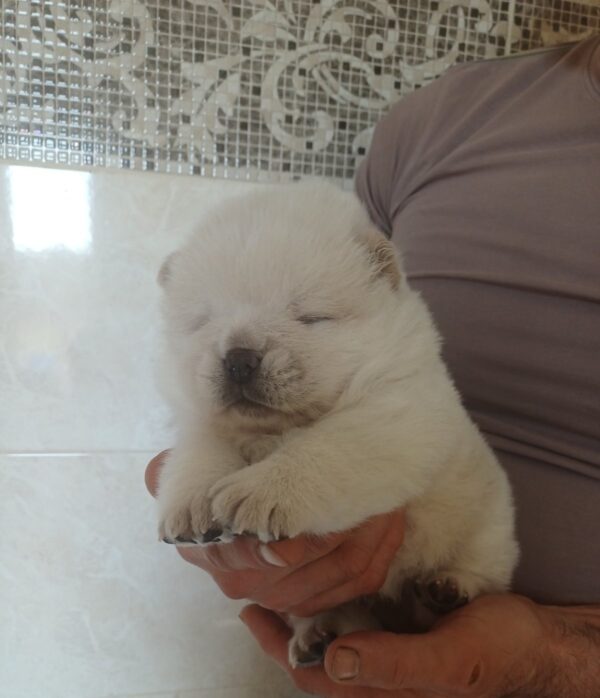 Dickey Chow-Chow Dickey Chow-Chow