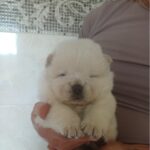 Dickey-male-chow-chow-puppy-for-sale-1 (4)