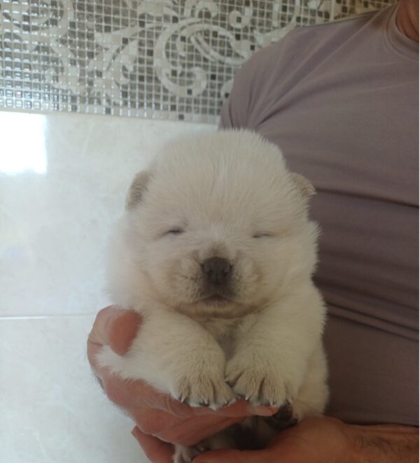 Dickey Chow-Chow Dickey Chow-Chow