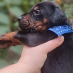 Diesel-male-dobermann-puppy-for-sale- (1)
