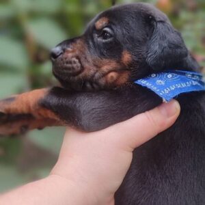 Diesel Dobermann Diesel Dobermann